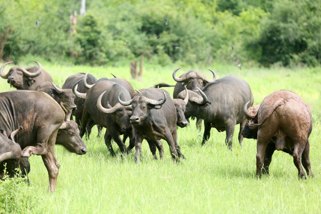 Buffalo
