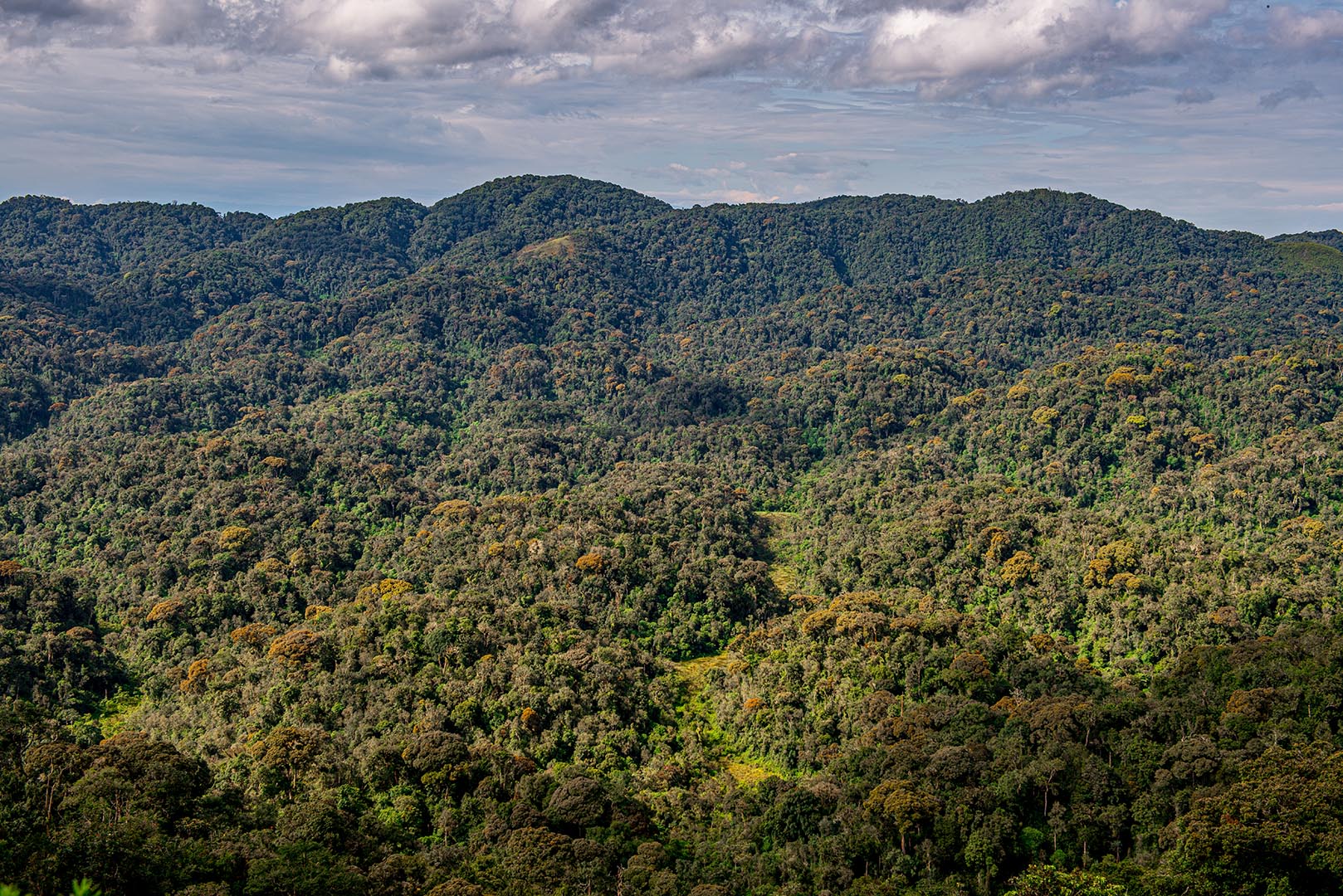 Nyungwe Forest